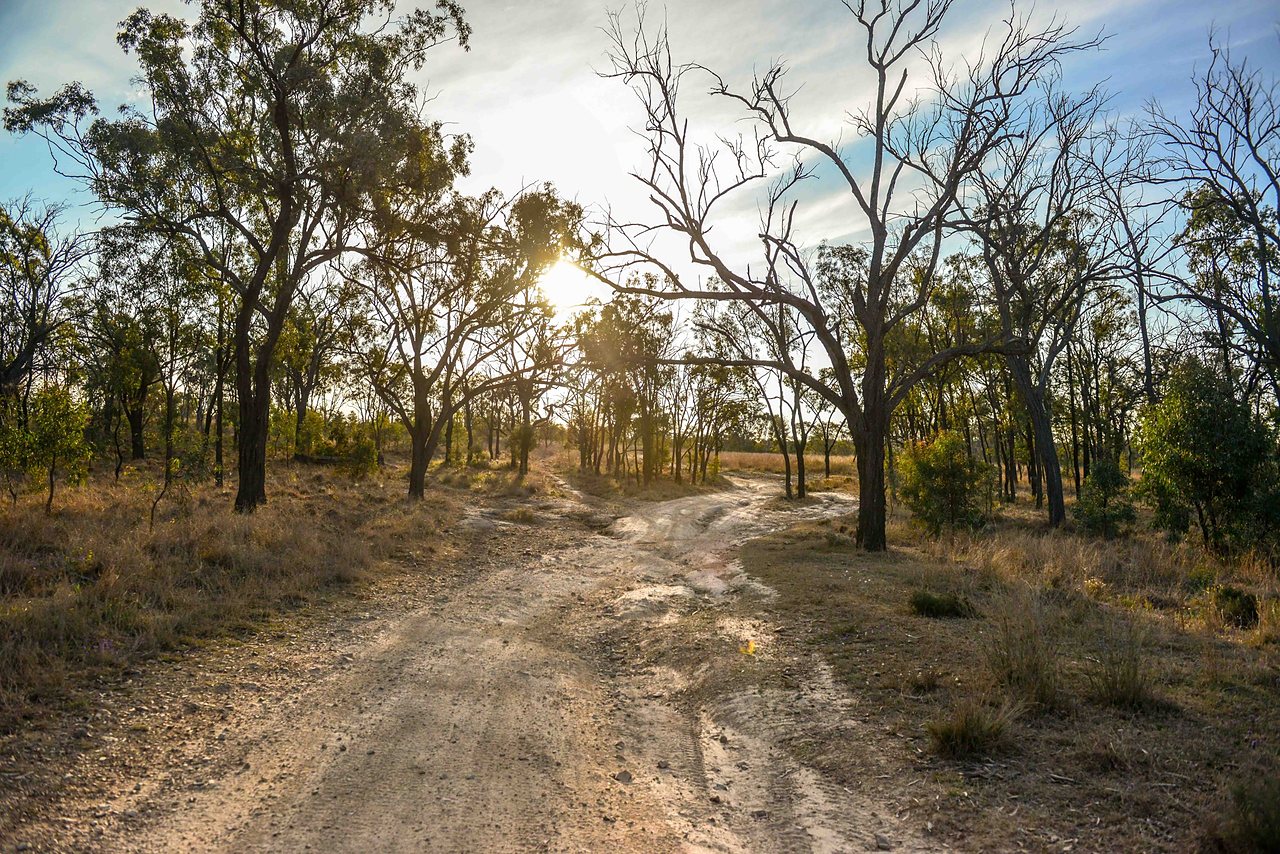 A dirt track through the bush at sunset